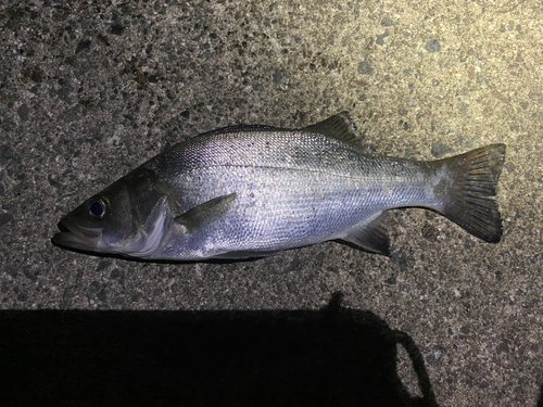 セイゴ（ヒラスズキ）の釣果