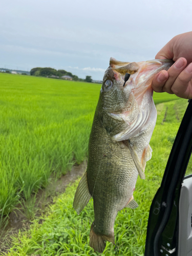 ブラックバスの釣果