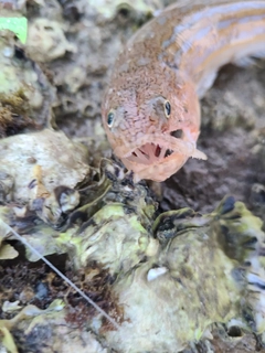 エソの釣果