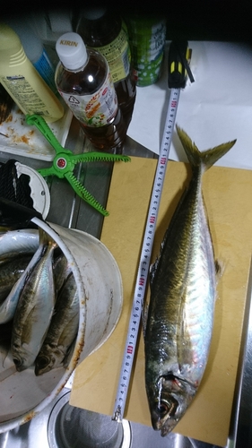 アジの釣果