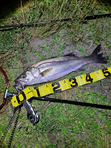 セイゴ（マルスズキ）の釣果