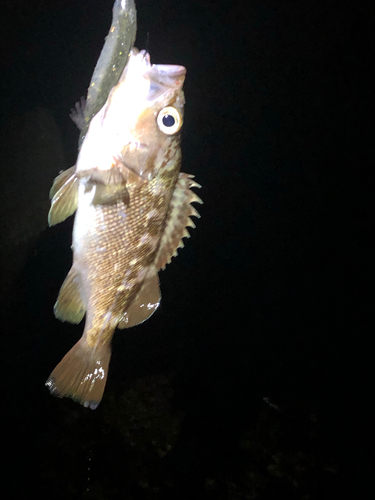 ガヤの釣果