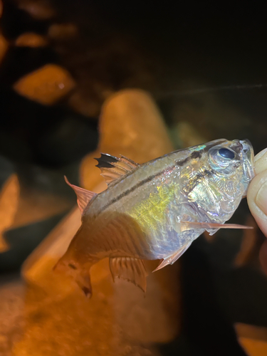 ネンブツダイの釣果