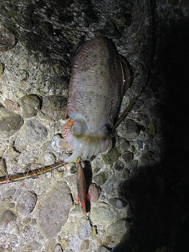 モンゴイカの釣果