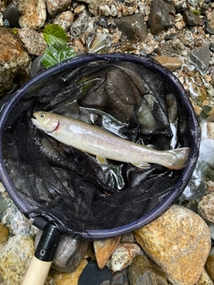 イワナの釣果