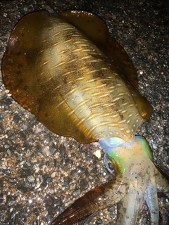 アオリイカの釣果