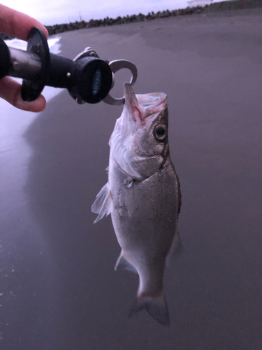 セイゴ（ヒラスズキ）の釣果