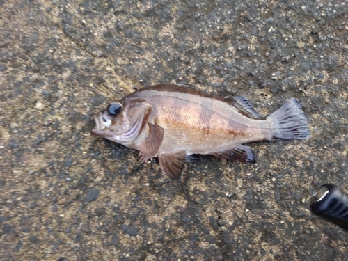 シロメバルの釣果