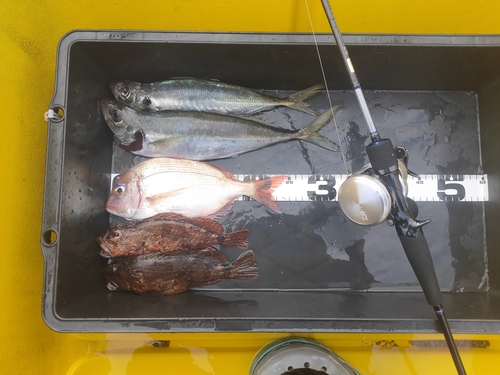 レンコダイの釣果