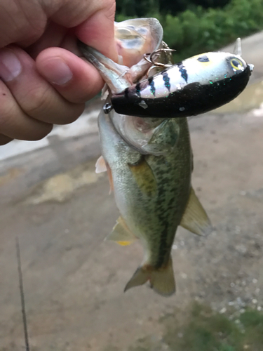 ブラックバスの釣果