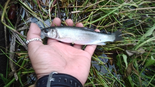 ウグイの釣果