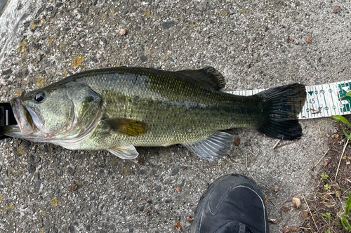 ラージマウスバスの釣果