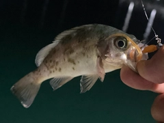 クロメバルの釣果