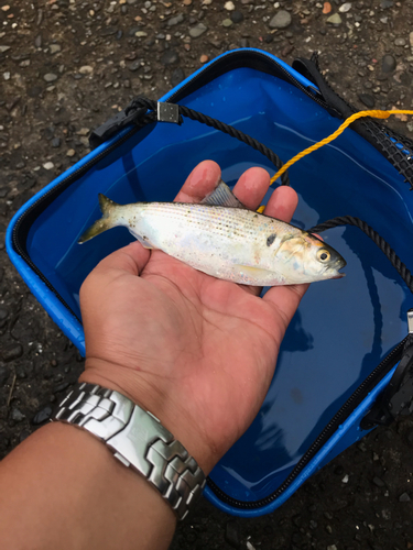 コノシロの釣果