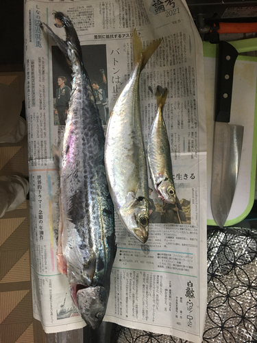 アジの釣果