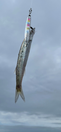 カマスの釣果