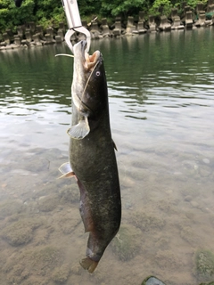 ナマズの釣果