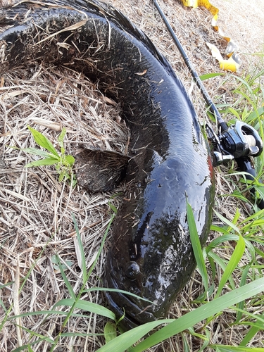 ライギョの釣果