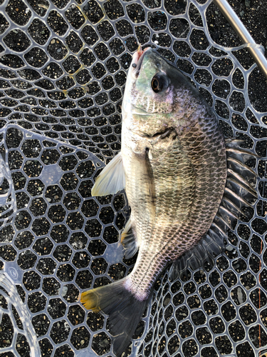 キビレの釣果