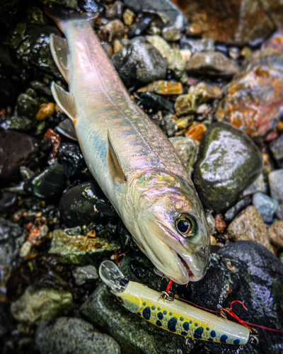 イワナの釣果