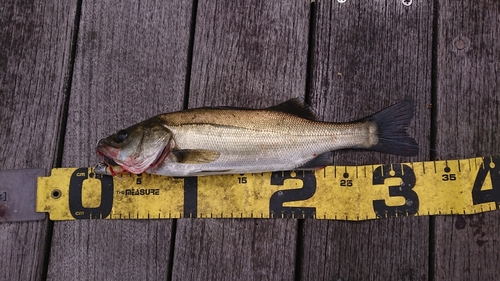 シーバスの釣果