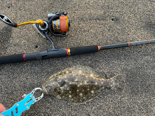 ヒラメの釣果