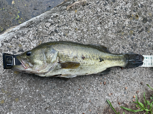 ラージマウスバスの釣果