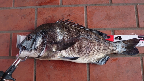 クロダイの釣果