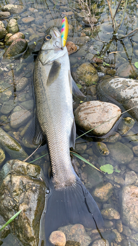 スズキの釣果