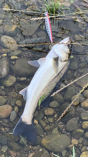 スズキの釣果