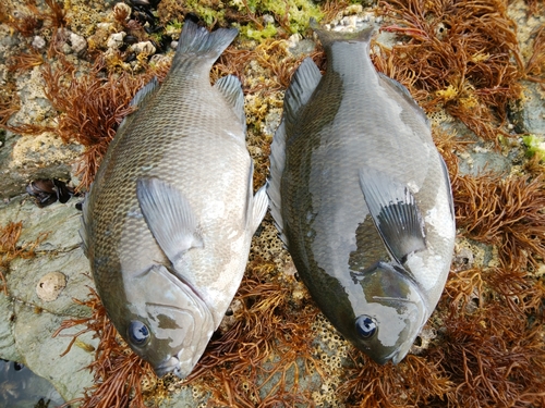 グレの釣果