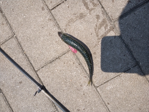 サバの釣果