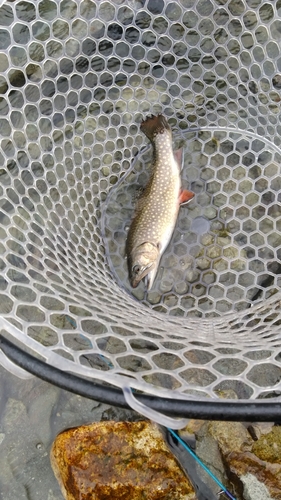 トラウトの釣果