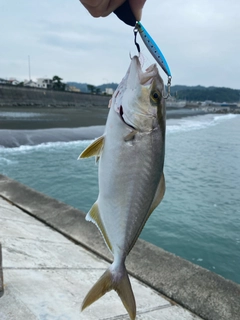 ショゴの釣果