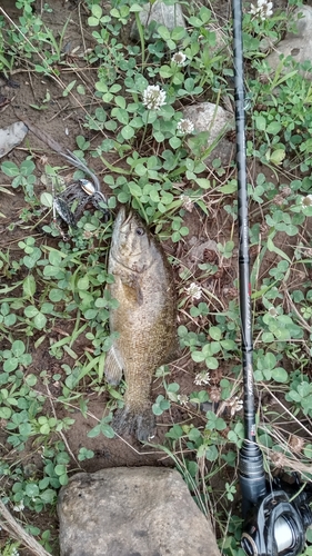 スモールマウスバスの釣果