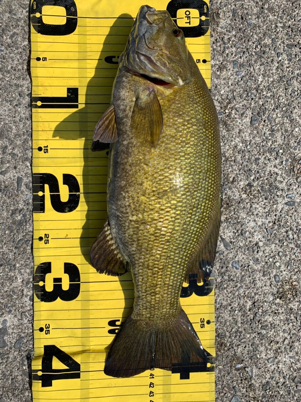 スモールマウスバス