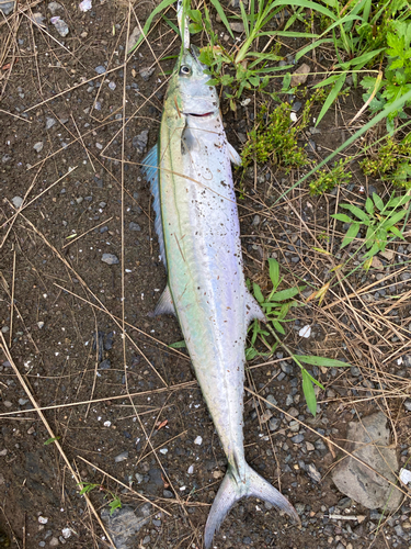 サゴシの釣果