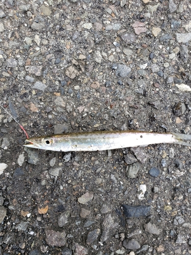 アカカマスの釣果