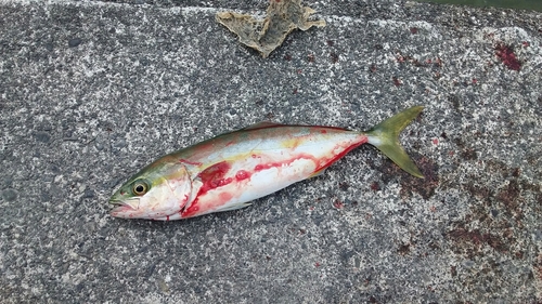 ワカナゴの釣果