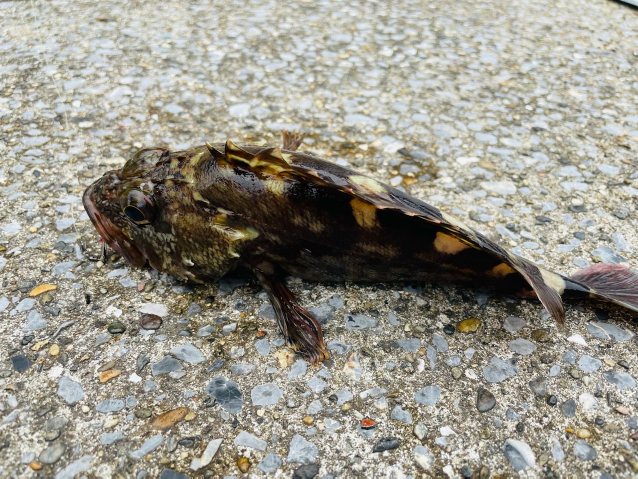 カサゴ