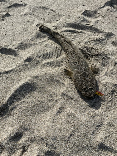 マゴチの釣果