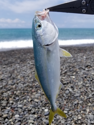 メッキの釣果