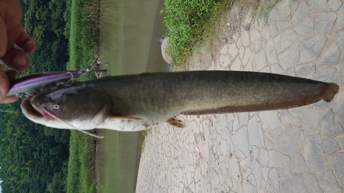 ナマズの釣果