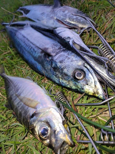 ダツの釣果