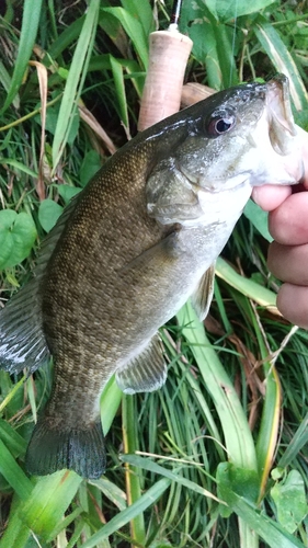 スモールマウスバスの釣果