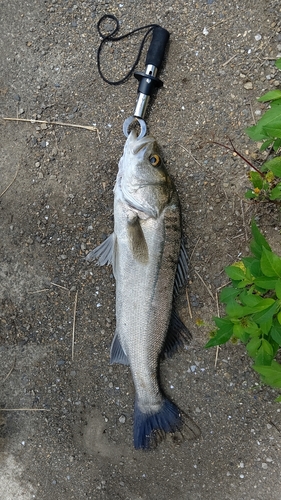 マルスズキの釣果