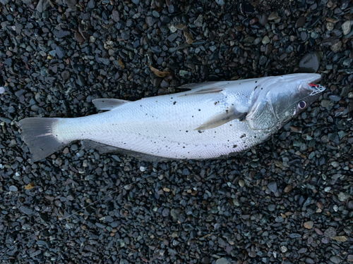 ニベの釣果