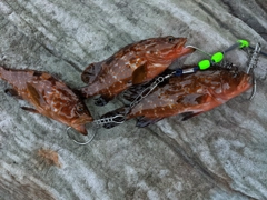 アコウの釣果