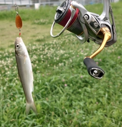 ウグイの釣果