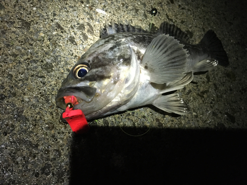 クロソイの釣果